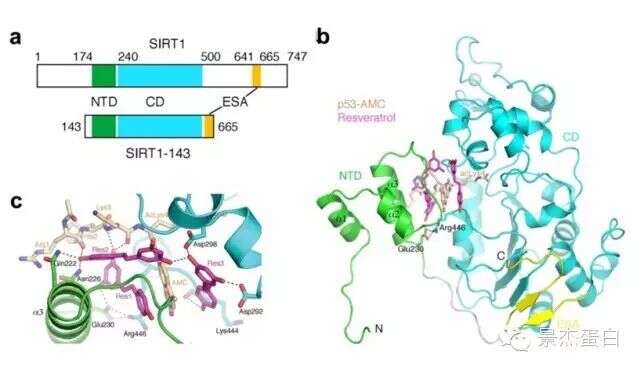 Genes & Development:中科院科学家在白藜芦醇促进去乙酰化酶SIRT1酶活性作用机制研究方面取得新进展