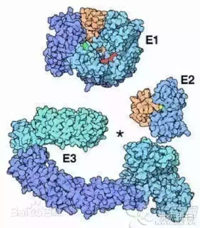 详解你不了解的泛素化