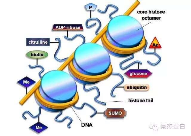 Oncogene:靶向表观遗传修饰 抗击晚期癌症