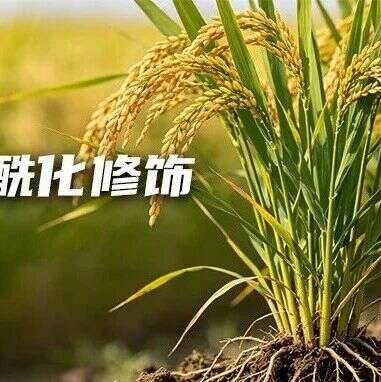 收藏备用!8篇高分案例,速通赖氨酸酰化修饰在水稻中的鉴定与功能探索